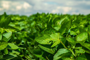 Green ripening soybean field, agricultural landscape