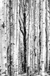 Aspen trees in black and white