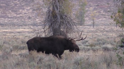 Canvas Print - Bull Shiras Moose Rutting in Autumn