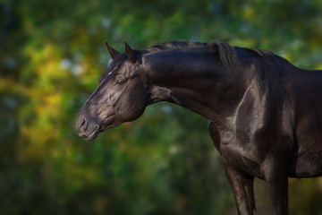 Wall Mural - black stallion portrait outdoor