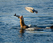 Sea Lion Salmon Fishing