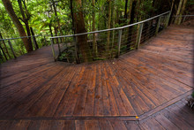 Raised Walkway In Rainforest Floor Near Katoomba In New South Wales, Australia