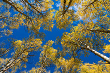 View Looking Up At A Forest Canopy Of Aspen Trees With Golden Yellow Foliage Under A Brilliant Blue Sky