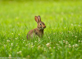 bunny in the grass