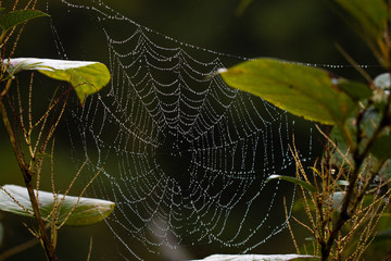 Spider web with water drops