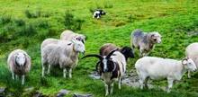 Alert Black And White Irish Sheepdog Watching Many Different Breeds Of Sheep Awaiting  The Shepherd's Instruction