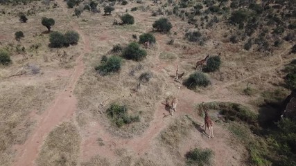 Wall Mural - Aerial footage wild Reticulated Giraffes in Kenya  