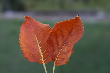 Two leafs together