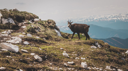 Wall Mural - mountain goat on the rock