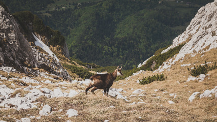 Wall Mural - mountain goat on the rock