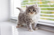 © FOTO_STOCKER - Grey Persian Little fluffy Maine coon kitten stands near door window and looking up . Newborn kitten, Kid animals and adorable cats concept.
