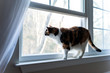 Female cute one calico cat closeup of face standing on windowsill window sill looking staring behind curtains blinds outside