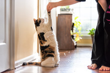 One Calico Cat Standing Up On Hind Legs, Begging, Picking, Asking Food, Meat In Living Room, Doing Trick With Front Paw, Claws With Woman Hand Holding Treat