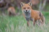 Fototapeta Zwierzęta - Red fox family