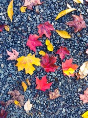 Wall Mural - Colorful leaves on the ground in autumn