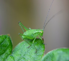 Cricket