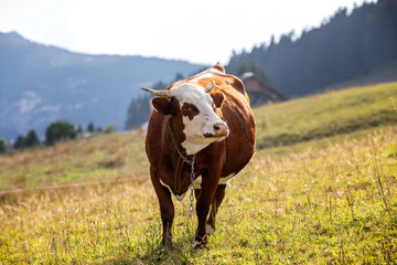 Wall Mural - French cow in the french alps with a chain around its neck. The cow is looking to the right