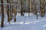 Fototapeta Na ścianę - Path Through Woods on Sunny Winter Day