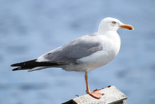 Closeup Of A Herring Gull With A Blue Background