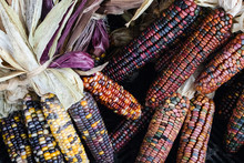 Colorful Flint Corn Decoration For Fall Season