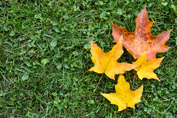 Red and yellow fall leaves on green grass background