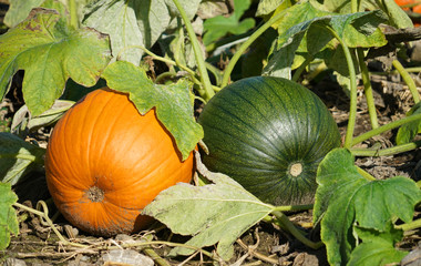 Wall Mural - close up on pumpkin field in autumn harvest season