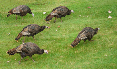 Wall Mural - close up on wild turkeys on the meadow