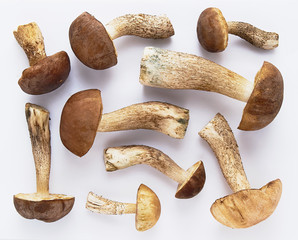 Mushrooms boletus (Leccinum) close-up on a white background. The view from the top.