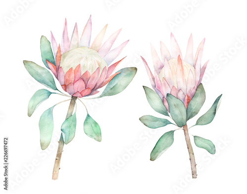 Exotic flower. Watercolor protea set. Hand drawn illustration