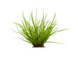 green grass isolated on white background with clipping path