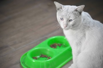 Wall Mural - Siamese cat is the Thai domestic cat, very cute and smart pet in house, beautiful white cat and blue eye , dirty pet in house concept.