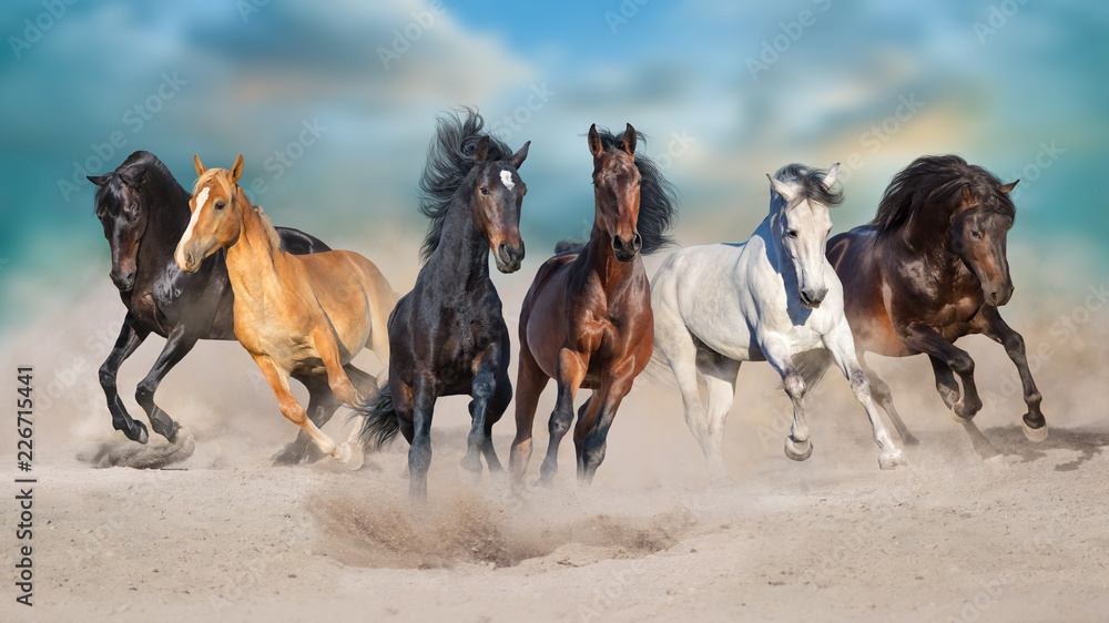 Horses run gallop free in desert dust against storm sky - obrazy, fototapety, plakaty 