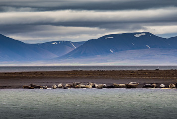 Seals on the fjord coast in Iceland