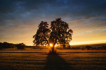 stand alone tree in the field at sunset