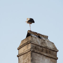 Old stork on a chimney