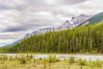 Wall Mural - Nature and mountains near Coleman creek in Canadian Rocky Mountains.