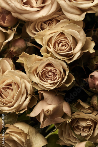 Background of roses
