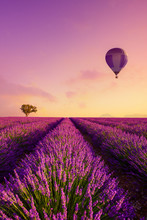 Lavender Field Rows At Sunrise And Hot Air Baloon France Provence