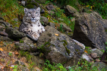 Sticker - snow leopard close up portrait