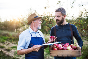 Wall Mural - A senior man with adult son picking apples in orchard in autumn.