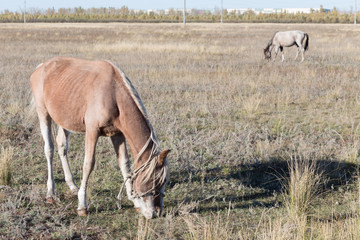 Brown mare on the pasture