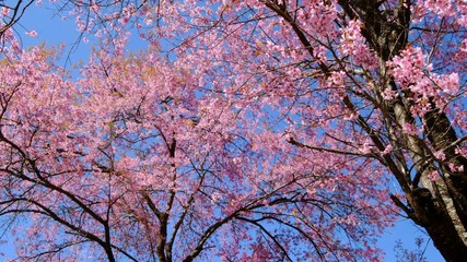 Wall Mural - sakura trees, pink cherry blossoming flowers, spring season