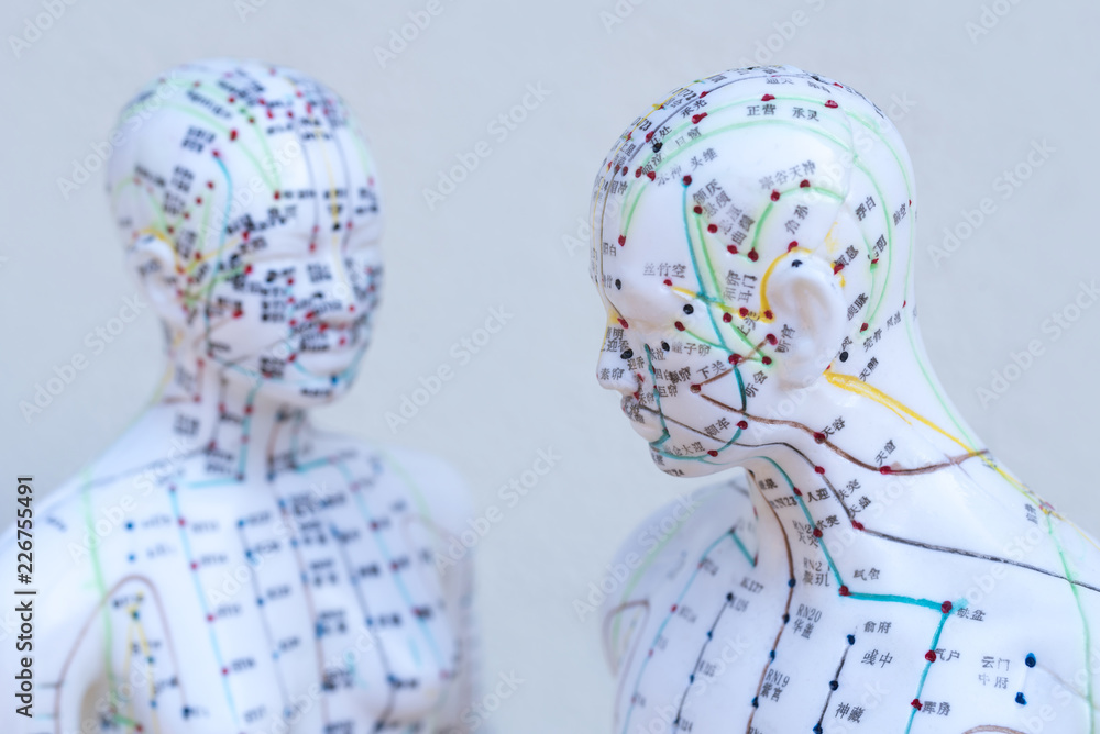 Akupunkturmodell: weiblicher und männlicher Kopf