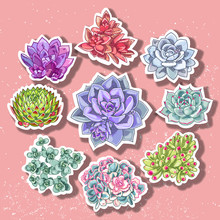 Succulent Patch Illustration. Floral Stickers. Vector Decorative Wreath.