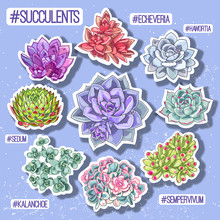 Succulent Patch Illustration. Floral Stickers. Vector Decorative Wreath With Hashtags.