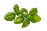 Fototapeta Panele - Basil leaves in closeup on white background