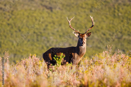 Fotografie, Obraz Macho de ciervo mirando de frente. Cervus elaphus. Venado.