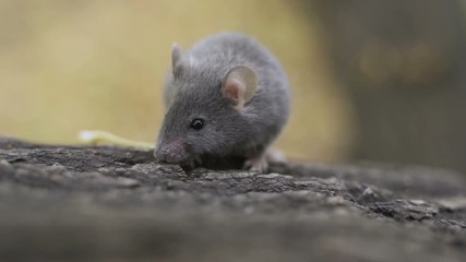 Wall Mural - A small harvest mouse