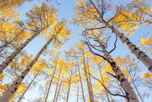 Looking Up At Aspen Trees In Colorado In Autumn