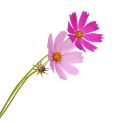 Wall Mural - cosmos flower